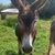 photo animal