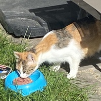 photo de livraison pour SADF (Sauvetage des animaux domestiques de France)