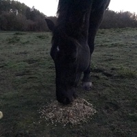 photo de livraison pour Assocheval