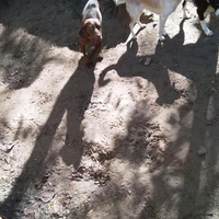 photo de livraison pour P.U.Ž. pomoć ugroženim životinjama Vel Gradište