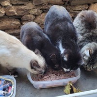 photo de livraison pour Ecole du Chat Libre de Port-Vendres