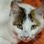 photo animal