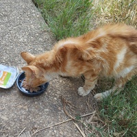 photo de livraison pour Cat Miaou