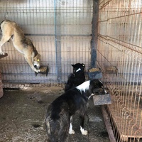 photo de livraison pour RespekTIERE Leben e.V.