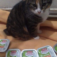 photo de livraison pour Stérilcat 80
