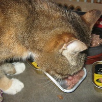 photo de livraison pour Au Bonheur des Chats Libres