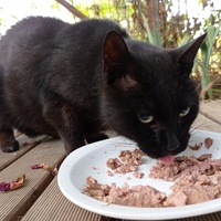 photo de livraison pour Association Des  Chats  De Hyeres