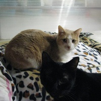 photo de livraison pour Potron Minet