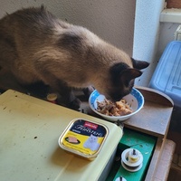 photo de livraison pour Ecole du Chat d’Arbois