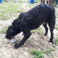 photo de livraison pour Udruženje za zaštitu životinja "Pongo"