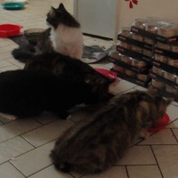 photo de livraison pour Chats Sans Toi de l'Omois