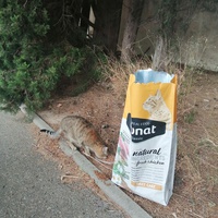 photo de livraison pour L'Ecole du Chat Istreen
