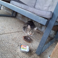 photo de livraison pour Chats errants du val du crenu