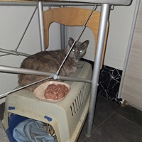 photo de livraison pour Protect Cat