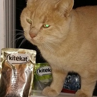 photo de livraison pour Croq'Chats