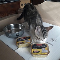 photo de livraison pour Les Chats d'Hauterive