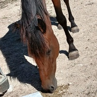 photo de livraison pour Equi-Libre : Droit à la Retraite Equine