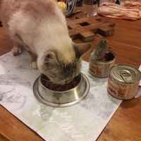 photo de livraison pour Les Chats Libres de la Canterrane