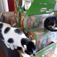 photo de livraison pour Vos Pattes entre nos Coeurs