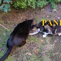 photo de livraison pour U Ghjattinu di Corti