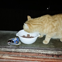 photo de livraison pour Cat Miaou