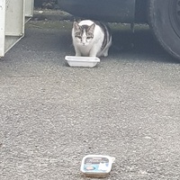 photo de livraison pour La Vraie Magie des Chats