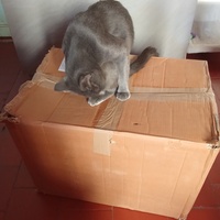 photo de livraison pour Les chats libres de Caro