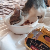 photo de livraison pour Cat Miaou