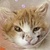 photo animal