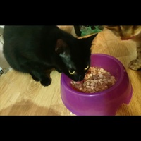 photo de livraison pour Le Souffle de Bastet