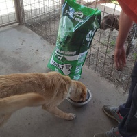 photo de livraison pour Udruženje za zaštitu životinja "Pongo"