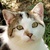 photo animal
