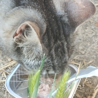 photo de livraison pour Cat Miaou