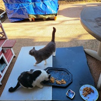 photo de livraison pour Chat de Gout'hier sans Toit