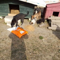 photo de livraison pour Asociatia Simba's Friends