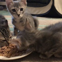photo de livraison pour CATS