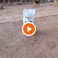 photo de livraison pour Help Adopt Moroccan Animals