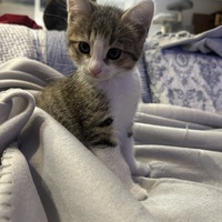 photo de livraison pour Les Babychoux