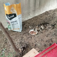 photo de livraison pour L'Ecole du Chat Istreen
