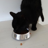photo de livraison pour Cœur Animal