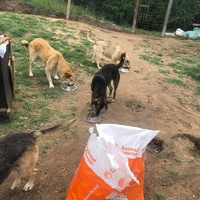 photo de livraison pour Viata Animalelor