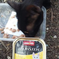 photo de livraison pour Les Chats-Pitresdelavi-Ste