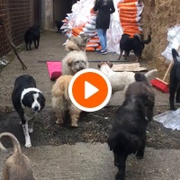 photo de livraison pour Saving Orphaned Souls Sheila's Animal Rescue Mission