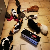 photo de livraison pour Les Chats Libres de Joinville