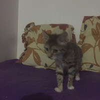 photo de livraison pour Pour l'Amour des Chats