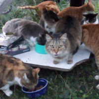 photo de livraison pour Jardin des Chats