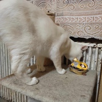 photo de livraison pour Les Chats de la Rue