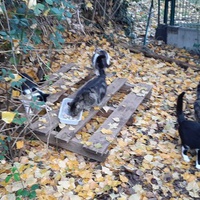 photo de livraison pour Chats Sans Toit 54