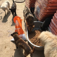 photo de livraison pour Saving Orphaned Souls Sheila's Animal Rescue Mission
