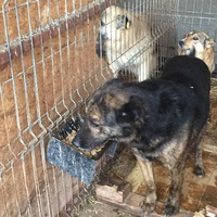 photo de livraison pour RespekTIERE Leben e.V.